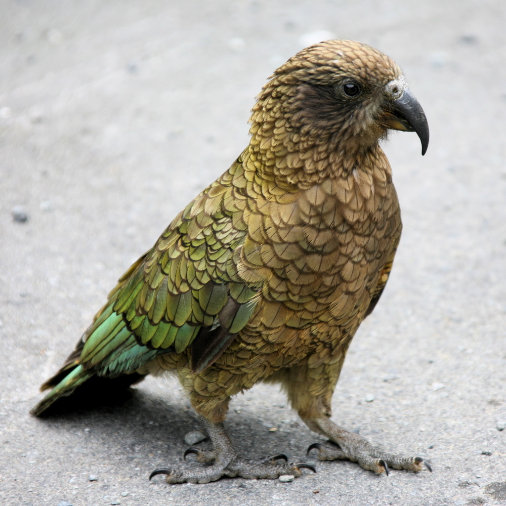 Whananaki School The Kea